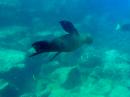 Swimming with a baby sea lion